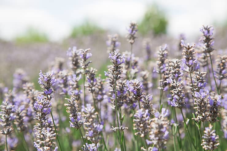 French Provincial Wedding Inspiration Anna Campbell 29